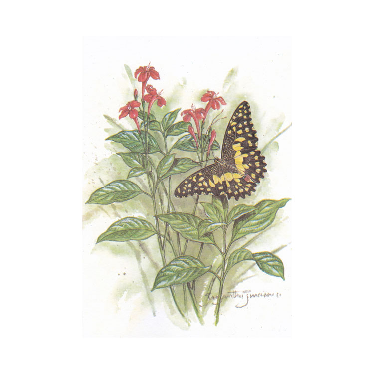 https://uthumpathum.lk/Blank Cards